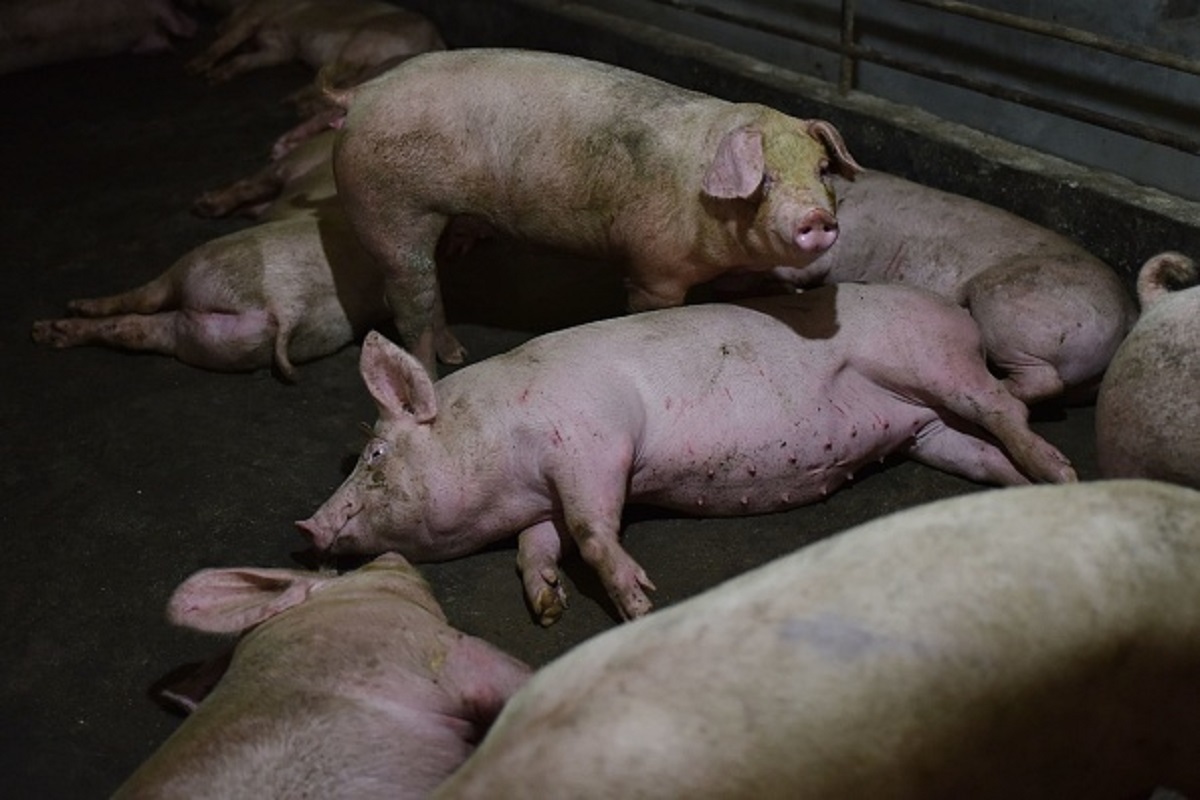 wabah flu babi menyerang cina tiongkok